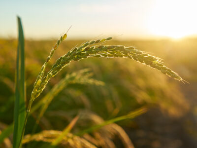 Crédito: wirestock - Freepik