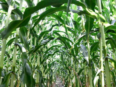 Crédito: pvproductions - Freepik