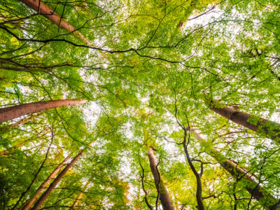 Crédito: lifeforstock - Freepik