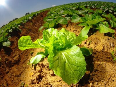 Período para inscrever artigos e banners vai até 22 de maio; evento terá atividades na Fatec São Sebastião l Foto: Gastão Guedes