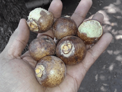 Sistema de produção de macaúba é tema de uma das apresentações desta quinta (27) | Foto: Samuel Lima samucajor por Pixabay