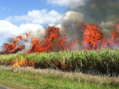 Queimadas devem ser extintas do Estado até 2021