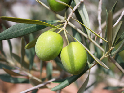 Brasil pode se tornar segundo maior importador de azeite do mundo na safra 2014/1015 - Foto: Pixabay/Nat Aggiato