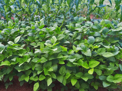 Soja edamame é um alimento tradicional no Oriente, que vem ganhando popularidade nos países ocidentais l Foto: Divulgação