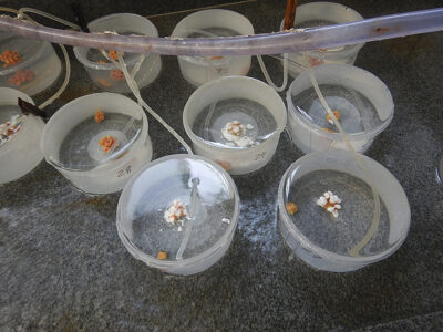 Projeto da Etec de São Sebastião busca conter a bioinvasão do coral-sol no oceano | Foto: Sergio Augusto Coelho de Souza