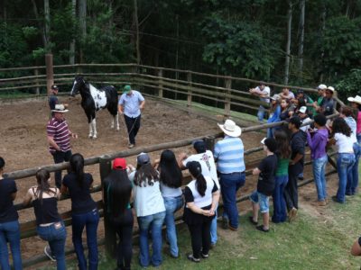 Gestão de Equinocultura aborda práticas como criação de cavalos em confinamento, higiene e alojamento dos animais l Foto: Divulgação