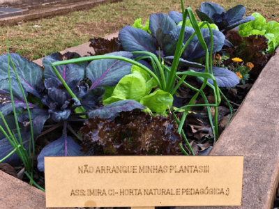 Espaço para plantio tem ervas aromáticas, hortaliças e Plantas Alimentícias Não Convencionais (Pancs) |Foto: Divulgação