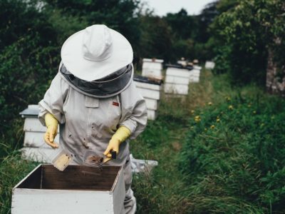 Técnicas para a criação das abelhas sem ferrão serão apresentadas no evento | Foto: Pexels/Pixabay