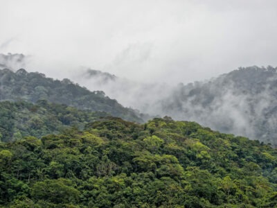 Evento vai abordar questões técnicas e legais em torno da exploração de árvores nativas l Foto: Rogério Peccioli de Queiroz