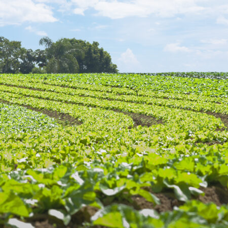 Entre os temas dos cursos oferecidos pelo Virtual Short Term Programs está o agronegócio brasileiro I Foto: Gastão Guedes
