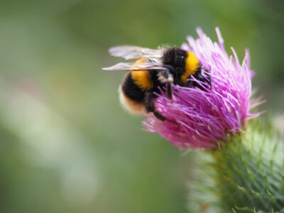 As abelhas sem ferrão na Fatec Marília: objeto de estudo incrementado com novas colônias | Foto: wirestok on Freepik