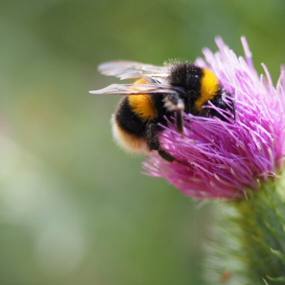 As abelhas sem ferrão na Fatec Marília: objeto de estudo incrementado com novas colônias | Foto: wirestok on Freepik
