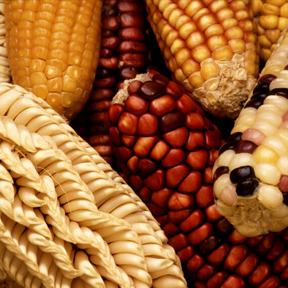 Durante dois dias, sementes crioulas estarão em evidência em encontro no Vale do Paraíba | Foto: Keith Weller, USDA