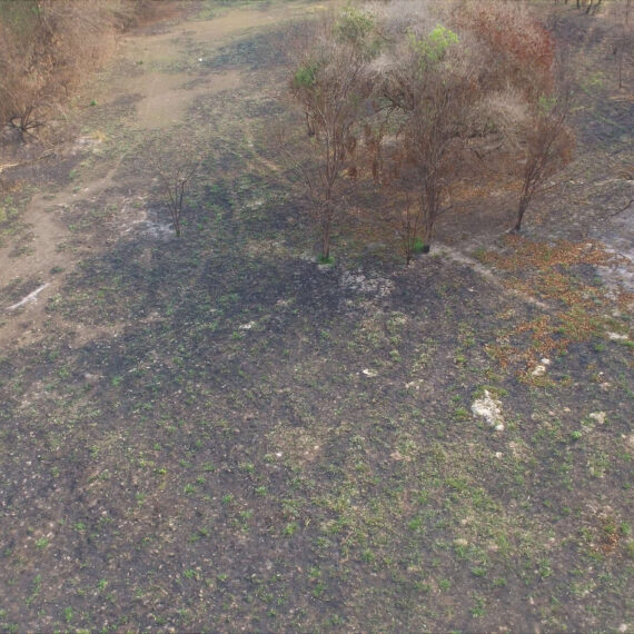 Fogo Destruiu ipês amarelos e roxos, angicos e aroeiras, entre outras espécies de mata nativa em três hectares | Foto: Divulgação