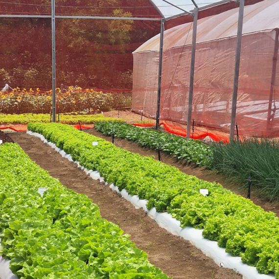 Estufa de folhosas e temperos: um bom exemplo de cultivo protegido criado dentro da Etec Benedito Storani | Foto: Divulgação