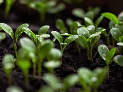 seedlings soil spring flowers bloom 7110591